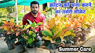 Croton plant Care Tips ।। क्रोटन घर आने के बाद क्यों मरता है why Croton leaves Fall [upl. by Kolva]