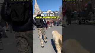 Off leash dog in New York 🏙️🐕dog dogtrainer newyork [upl. by Notsniw16]