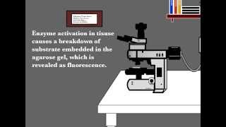 Zymography in situ [upl. by Tedder]