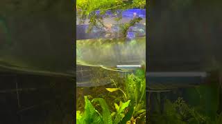 Arowana Warning fishaquarium fishkeeper fishtank fishkeeper aquarium aquariumfish shorts [upl. by Netsreik55]