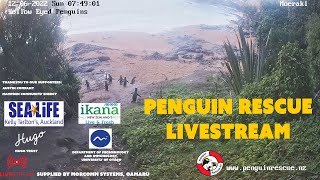 Penguin Rescue NZ [upl. by Nuzzi]