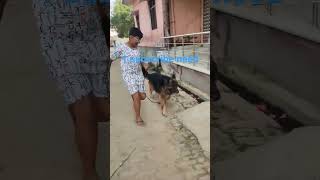 dog warm up who will win ViratmahiRohitpant India ipl2024 sirohibrothers bholenath 😱😱😱🎁🎁😘🐕‍🦺 [upl. by Tarrsus822]