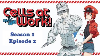 Cells at Work S1 Ep2 Platelets Cell Cuteness Overloaded [upl. by Lorrin]