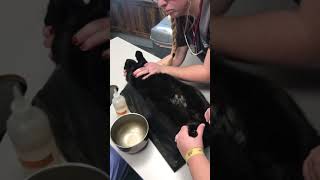 Cystocentisis draining a bladder on a blocked cat with ultrasound Check out this urine [upl. by Beauvais900]