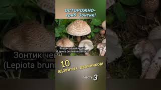 ОСТОРОЖНО  гриб Зонтик 10 ЯДОВИТЫХ ДВОЙНИКОВ Часть 3 [upl. by Kerek]