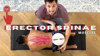 Turn ON Your ERECTOR SPINAE MUSCLES [upl. by Illona]