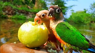 conure nature bird sounds  Green cheek conure tricky parrot in the forest  Conure Sounds [upl. by Tarah]