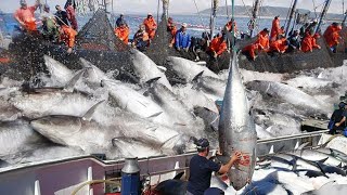 Wow Big Catch giant bluefin tuna Net Fishing Tuna Cutting Processing in Factory [upl. by Melonie]