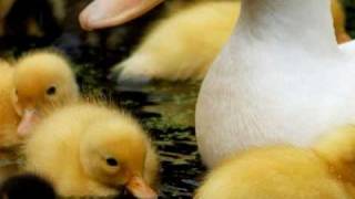 I Love Tom T Hall Little baby duck song [upl. by Nyluqcaj877]