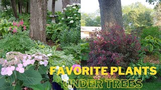 My Top 6 Plants to Grow Under Trees 🍃 best perennials to plant under trees 🍀 Minnesota garden [upl. by Enomes]