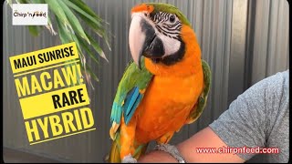 The Rarest Maui Sunrise Macaw In The World  Hybrid Macaw [upl. by Parrie]