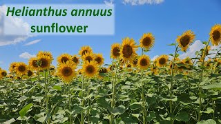 Sunflower Helianthus annuus a North American plant species widely planted globally [upl. by Pippas]