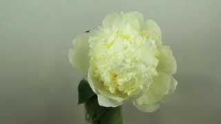 Peony Bridal Shower  Time Lapse [upl. by Lekym]