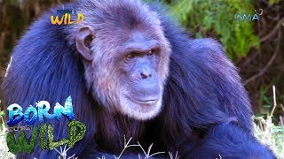 Born to be Wild The life of chimpanzees in Kenya [upl. by Nosniv]