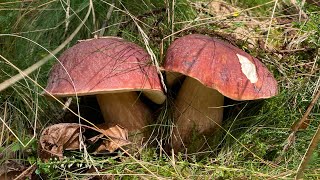 Boletus Pinicola entre castaños a 17 de septiembre de 2024 [upl. by Mit]