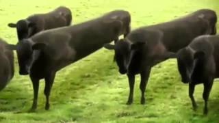 cow dance in nepali song [upl. by Rai]