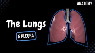 Lungs Function Parts Pleura amp Recesses  Anatomy [upl. by Adirem655]