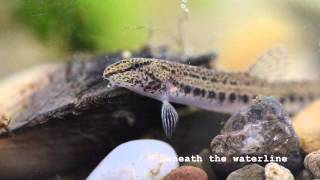 Spined Loach Cobitis taenia Underwater UK [upl. by Nayrbo706]