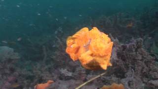 Crazy Animal Attack  Giant frogfish bites off more than it can chew HD [upl. by Hubble]