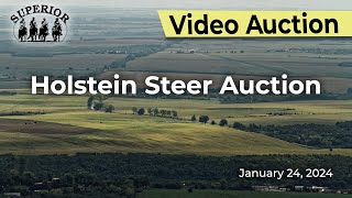 Superior Livestock Auction  Holstein Steer Auction [upl. by Nirag]