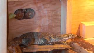 Nile Monitor  Cage Tour [upl. by Laurance]