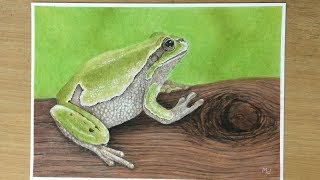 Frog Drawing With Pastels and Colored Pencils [upl. by Guise]