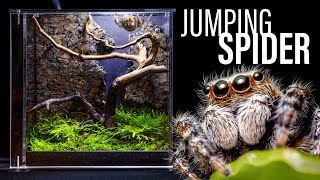 Jumping Spider Vivarium Easy amp Beautiful DIY Setup [upl. by Sirrep]