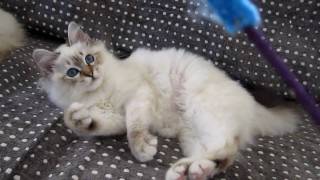 Birman kitten 4 months old [upl. by Farlie635]