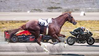 Top 10 Fastest Horse Breeds in the World [upl. by Irek]