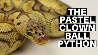 Morph Guide 10 The Pastel Clown Ball Python  Benjamins Exotics [upl. by Ellehcer]