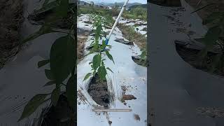 Pepper Root Irrigator Tool Makes Fertilizer Applying Job Easily [upl. by Airottiv]