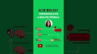 What is negative feedback  Biology GCSE freesciencelessons gcse study studywithmeaqastemfy [upl. by Delmore]