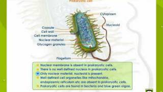 Prokaryotic And Eukaryotic Cells [upl. by Alleuol]