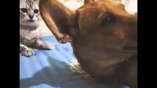 Cats slapping and punching dogs  Funny cat amp dog compilation [upl. by Fidele]