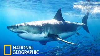 Акулы National Geographic Документальный Фильм про акул 2021 [upl. by Felise]