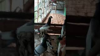 Fancy pigeon available for saleFancy kobutorpigeon kabutar fancybreed cachar exotic pigeon [upl. by Refinnej]