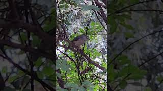 Tufted Titmouse wildlife nature birds [upl. by Micheline]