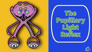 The Pupillary Light Reflex [upl. by Paterson]