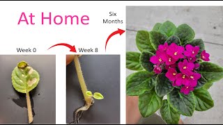 how to grow African Violet at home Six months update [upl. by Reames]