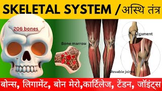 skeletal systemअस्थि तंत्र bones ligaments cartilage tendon joints in hindi bones [upl. by Jain]