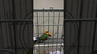 JENDAY CONURE TALKING  JENDAY CONURE SOUNDS  JENDAY CONURES PLAYING TOGETHER JENDAYCONURE [upl. by Bethel617]