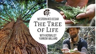 Cedar quotThe Tree of Lifequot Yarrow Willard ClH  Harmonic Arts [upl. by Lorine]