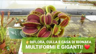 186 💥DIFLORA amp DIONAEA CONNUBIO VINCENTE FORME COLORI E DIMENSIONI DA PAURA 😱  ILPIGLIAMOSCHE [upl. by Etneciv]