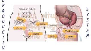 Human Body Parts Song Anatomy Lesson [upl. by Drue]