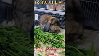 Holland lop Breder male so big size punch face [upl. by Odine587]