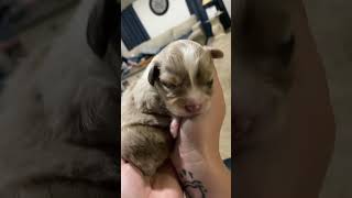 Miniature Australian Shepherd Follow our Journey 3 Puppies❤️ miniaustralianshepherd ￼ [upl. by Anoli]