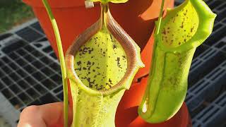 Nepenthes spathulata x campanulata  Nepenthes Update [upl. by Eulau]