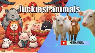 What are the luckiest animals in Chinese astrology [upl. by Aicilf469]