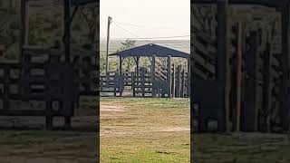 cancha de tiro de laços para mulheres top vamos torcer para sair o primeiro rodeio feminino aqui [upl. by Ashok]