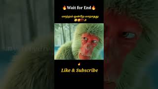 Little Monkey🐒🥺⁉️Movie explained in tamil\dubbed MoviesTamil voice over mysterydiv [upl. by Arval]